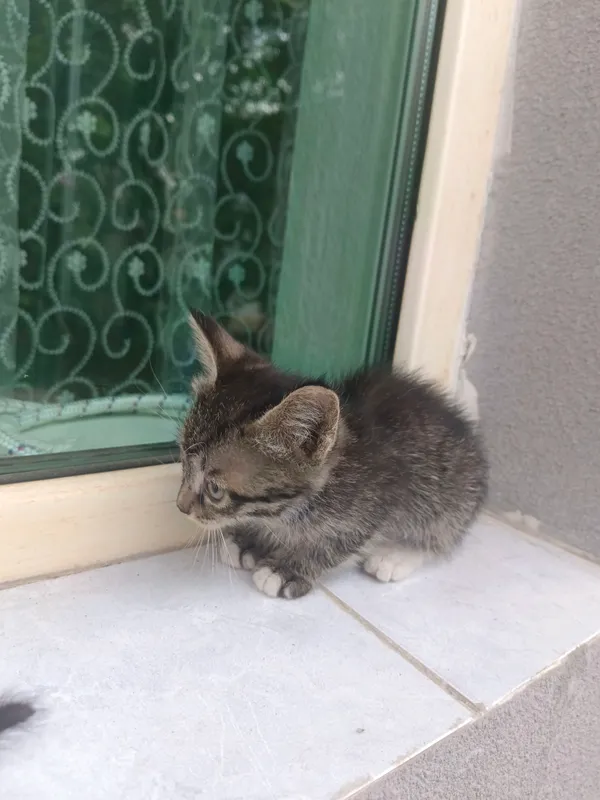 Котята отдадим в хорошие руки — фото 4