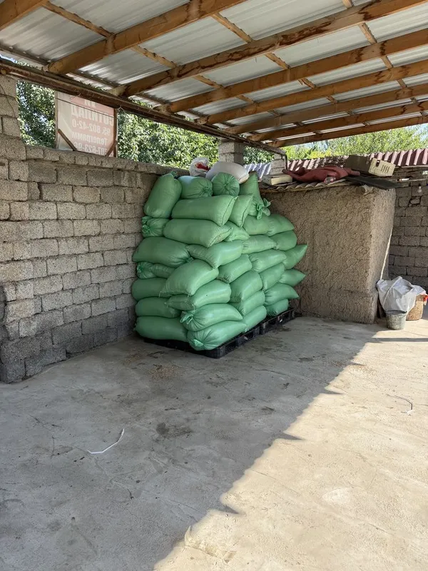 Продам пшеница бугдой сотаман 1