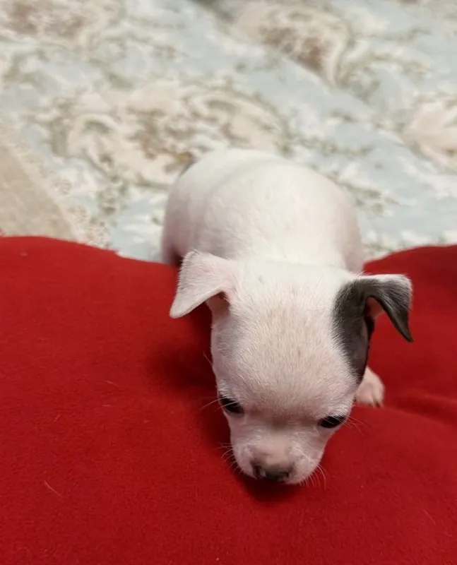 Chixuaxua kuchukchalarini sotaman 2 Chixuaxua kuchukchalarini sotaman 2