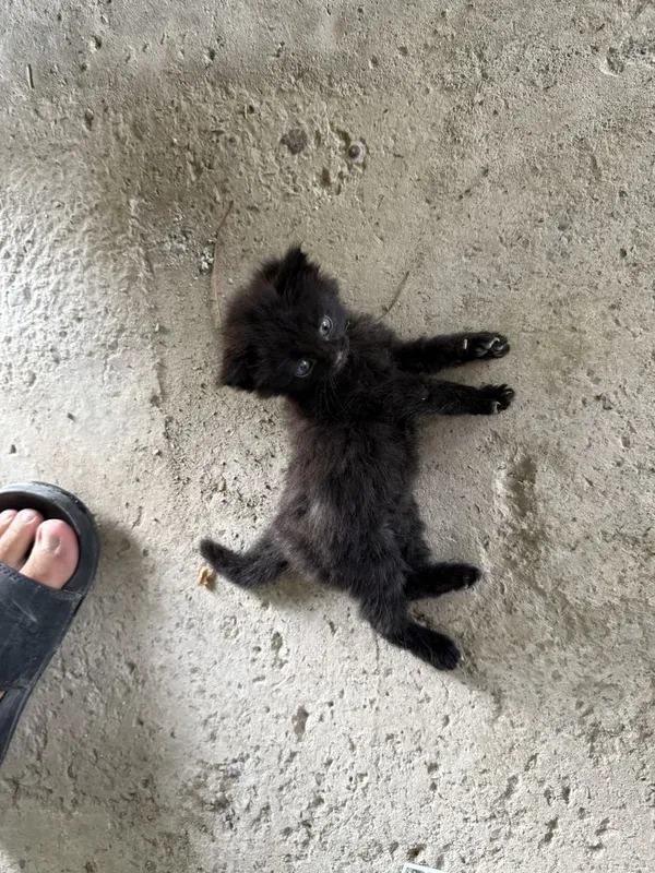 Котята в хорошие руки