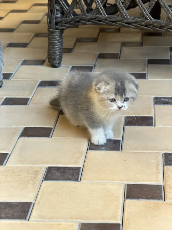 Продаются котята! 5 Продаются котята! 5