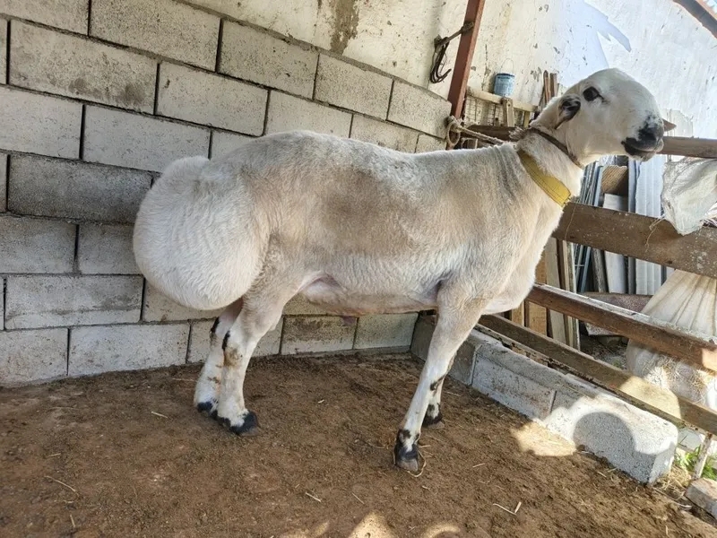 Tabiiy va arzon o‘g‘it – Qo‘y nurrisi sotiladi — фото 2