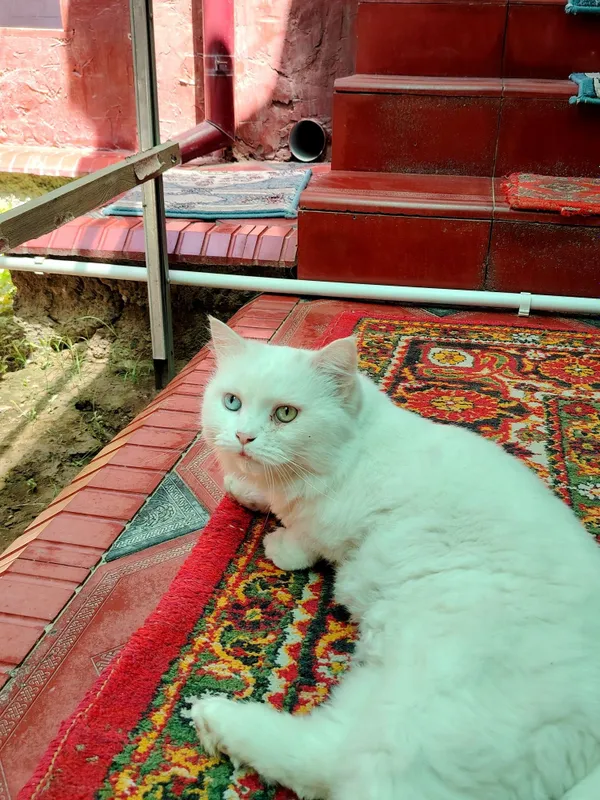 Katta Mushuk (parodniy)