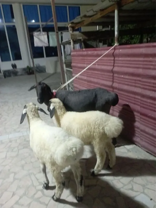 Qazoqi ona bola qo’y sotiladi 1 Qazoqi ona bola qo’y sotiladi 1