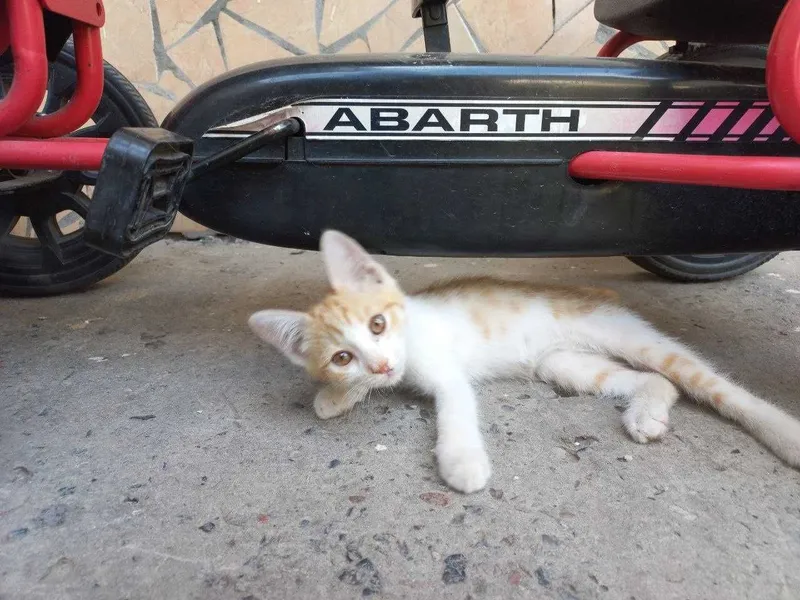 Мушук Котёнок 2 месячный добрые руки Активный здоровый и очень игривый 6 Мушук Котёнок 2 месячный добрые руки Активный здоровый и очень игривый 6