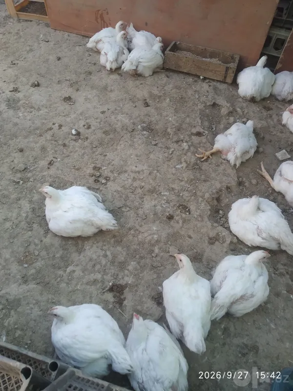 Broler tayyor 2,5kg 3 Broler tayyor 2,5kg 3