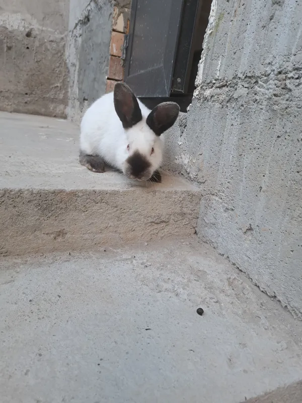 Quyon Kaliforniya 2ta bor 2