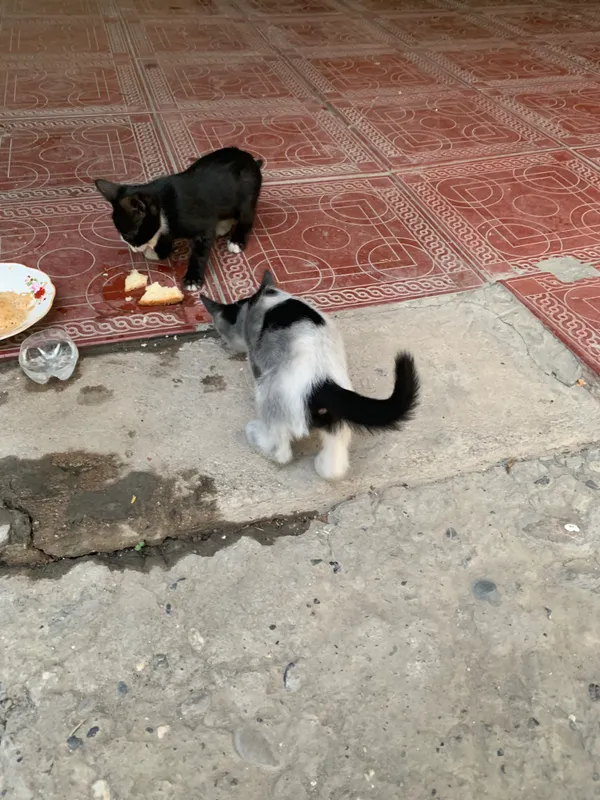 Кошка 1 Кошка 1