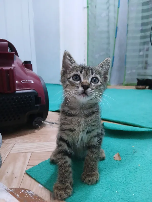 котята в подарок 2 котята в подарок 2