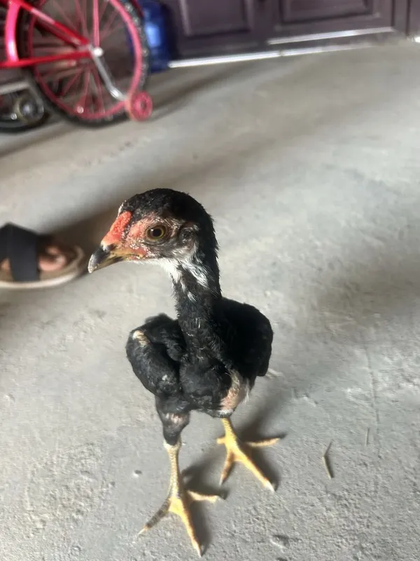 Ko shamo joja!!! 3