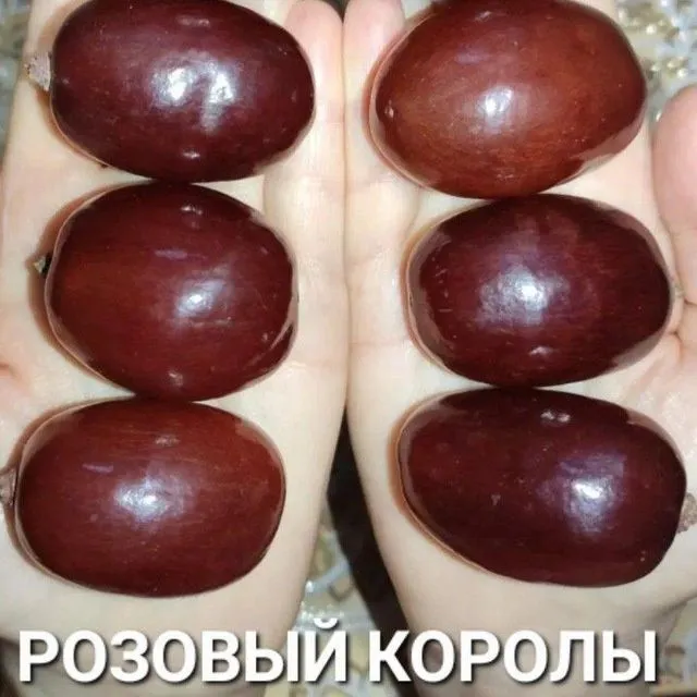 УЗУМ енг янги сортлари бор сортига кафолат берамиз — фото 5