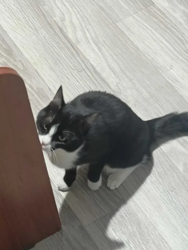 Черно белая кошка