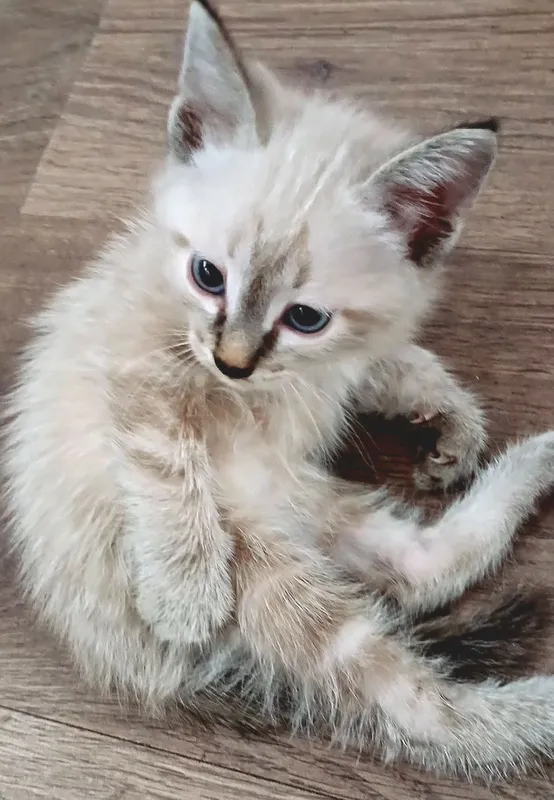Yoqimtoy mushukcha