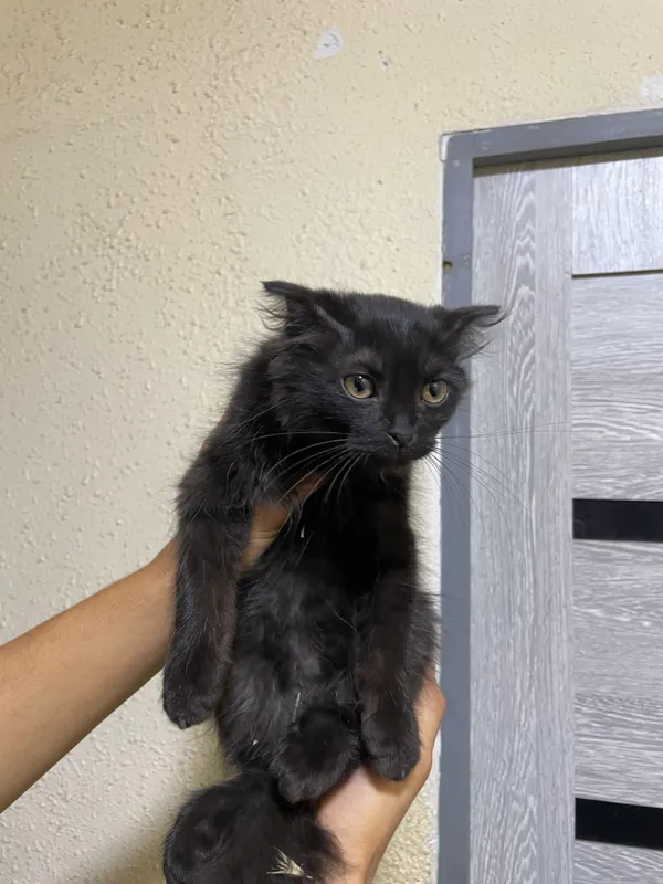 Персидский кот 1 Персидский кот 1
