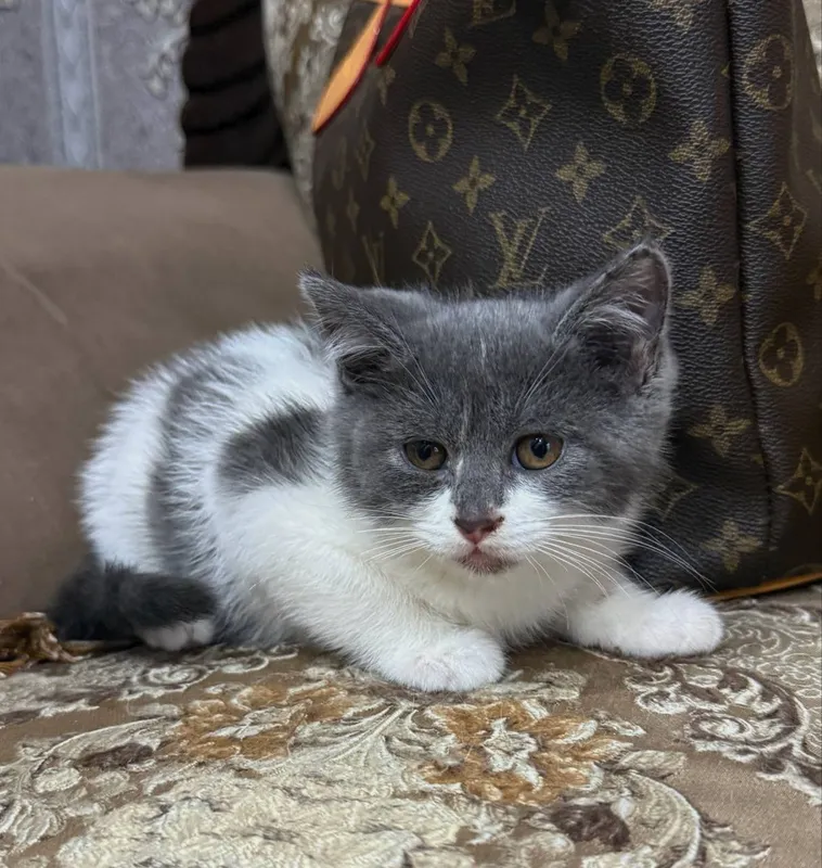 Продаю Скотиш Фолд кошки — фото 3