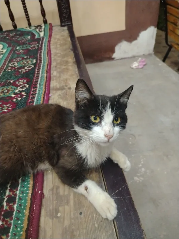 120ming mushukimiz narxi