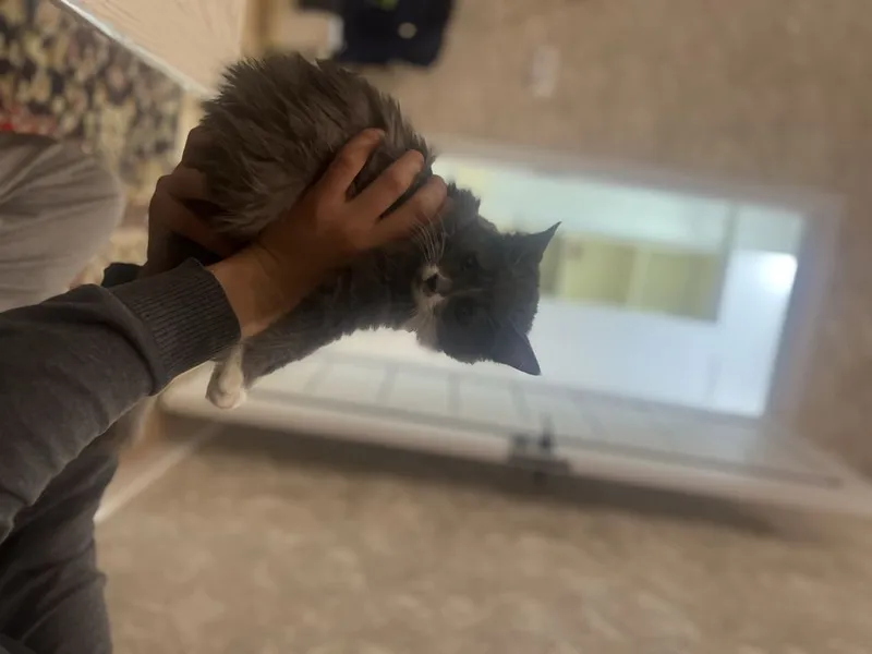 sotildi aqilli mushuk somkasi va idishlari bilan birga 1 sotildi aqilli mushuk somkasi va idishlari bilan birga 1
