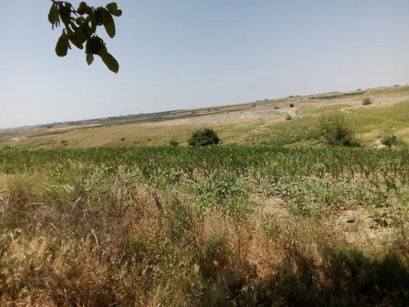 Chorva uchu yoki dacha qilish uchun yer sotiladi