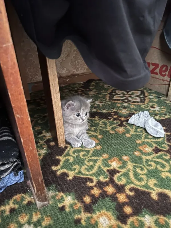 Продаються котята 1 Продаються котята 1