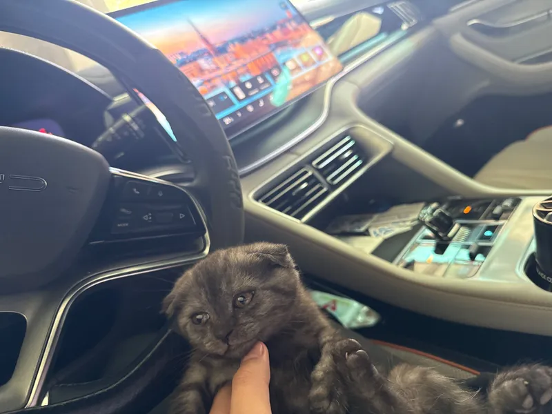 Шотландский вислоухий котёнок (Scottish Fold), 2 месяца 6 Шотландский вислоухий котёнок (Scottish Fold), 2 месяца 6