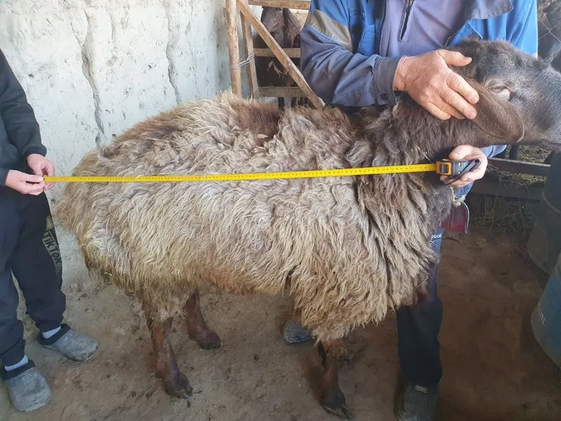 3 ta toza zotli hisori qozi qochqorlar sotiladi — фото 2