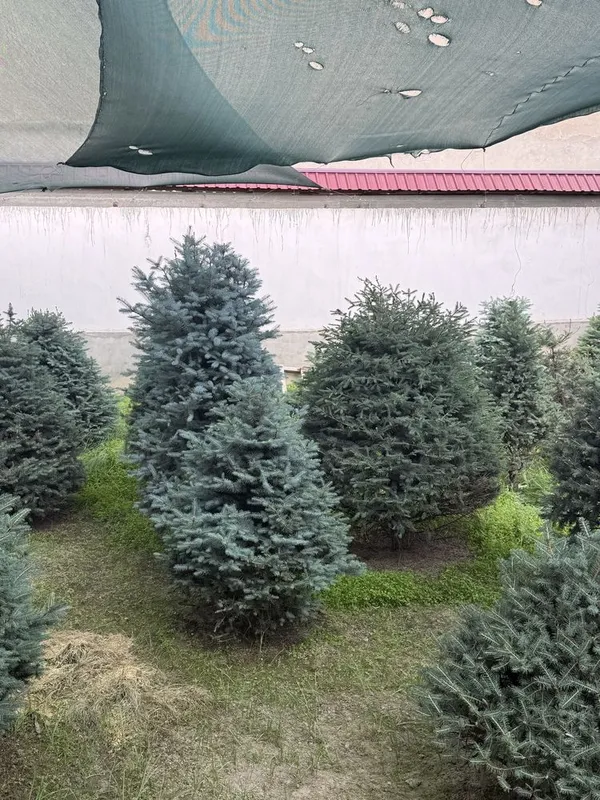 Голубая ель , сосновая елка , росла в ташкенте