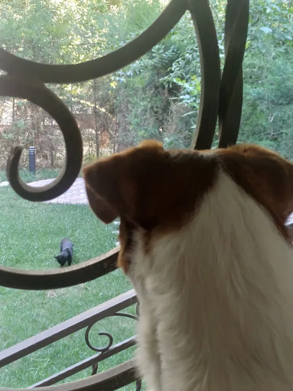 Вязка Jack Russell — Ташкент 3 Вязка Jack Russell — Ташкент 3