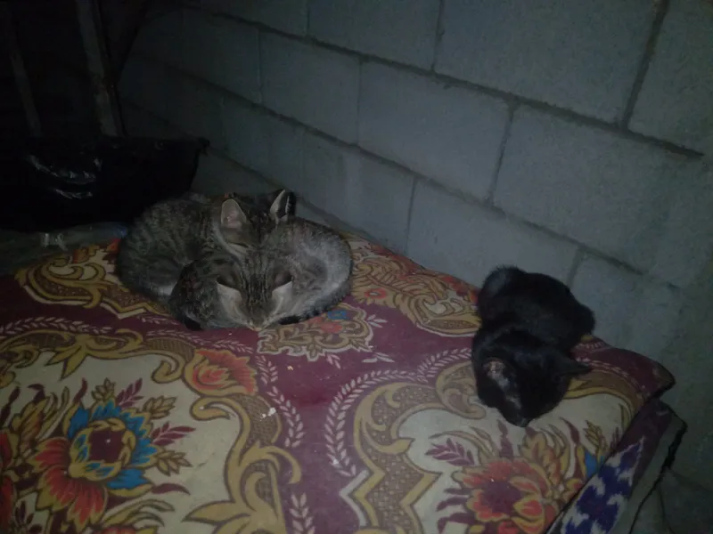 Котята 1 Котята 1