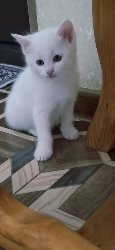 Продаются котята белого цвета — фото 1