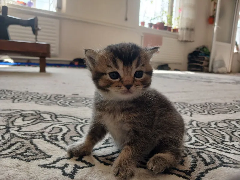 brown shinshilla cat