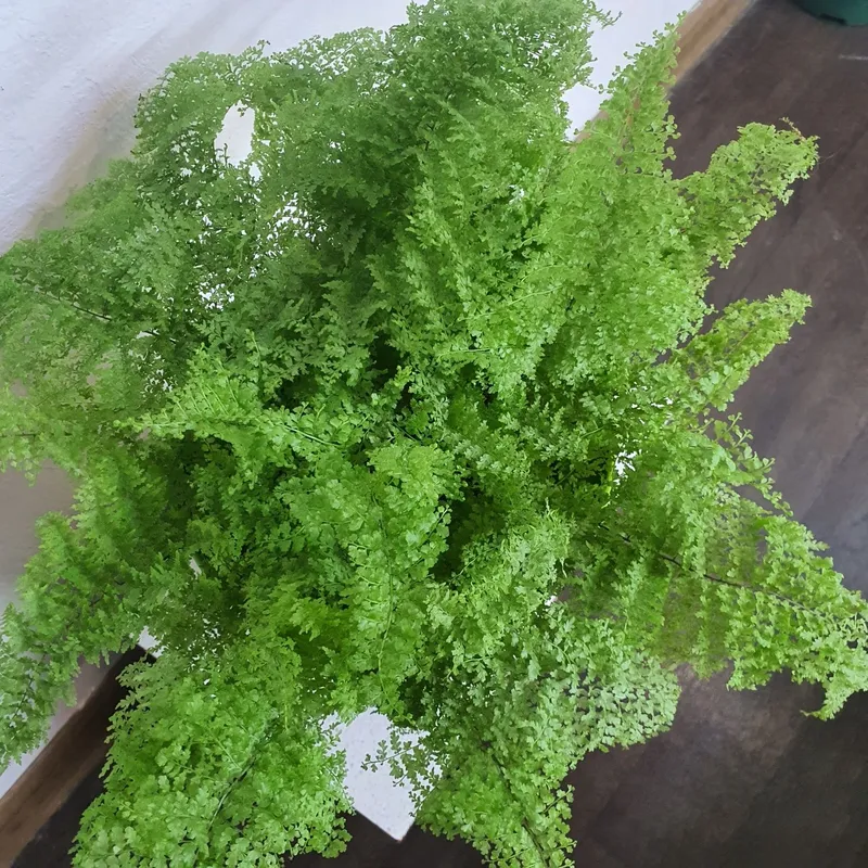папоротник коттон кенди