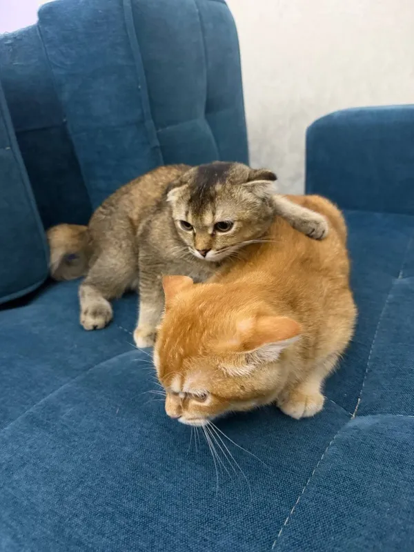 Scottish Fold 120$ Scottish Straight 100$ 2 Scottish Fold 120$ Scottish Straight 100$ 2