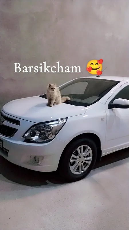 Barsik