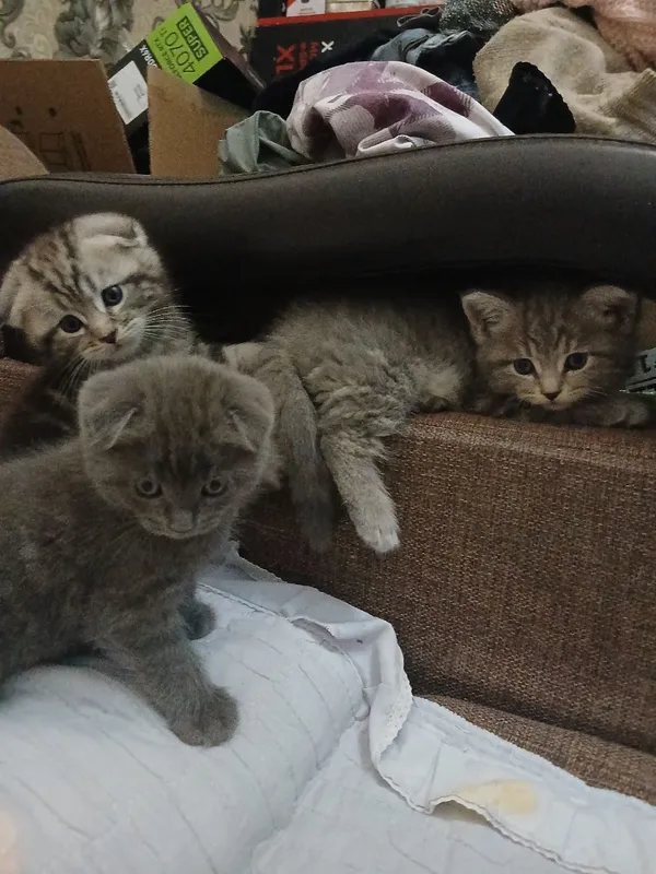котята 9 котята 9