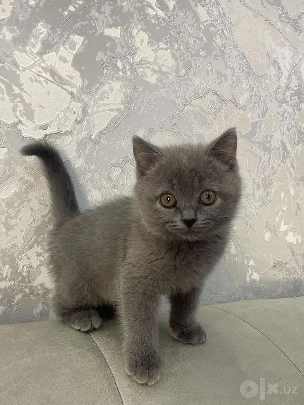 British Shorthair 2 British Shorthair 2