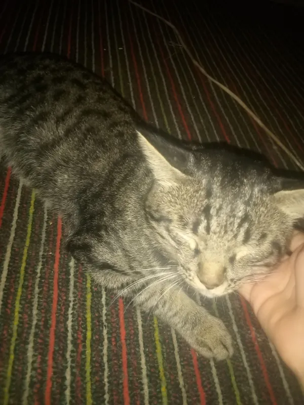 mushuk