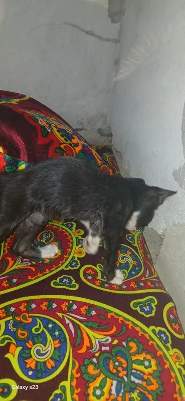 Mushukcha - oq panja sotiladi 5 Mushukcha - oq panja sotiladi 5