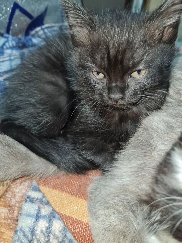 Милые котики мальчики