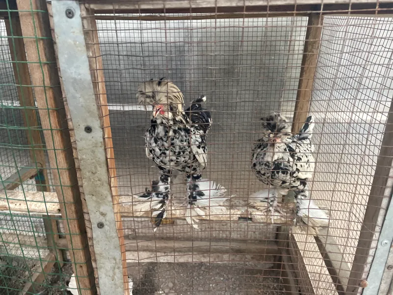 Продаётся 1 пара корейских, несутся (дают яйца) 1 Продаётся 1 пара корейских, несутся (дают яйца) 1