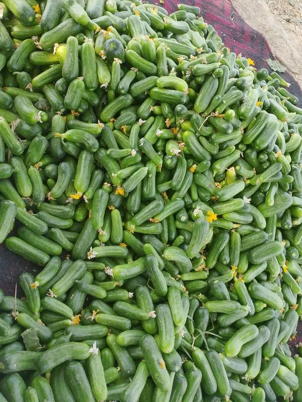 Choʻtir bodring tuzlamaga tuzlashga kuzgi mazzasi shirin poʻsti qalin 1 Choʻtir bodring tuzlamaga tuzlashga kuzgi mazzasi shirin poʻsti qalin 1