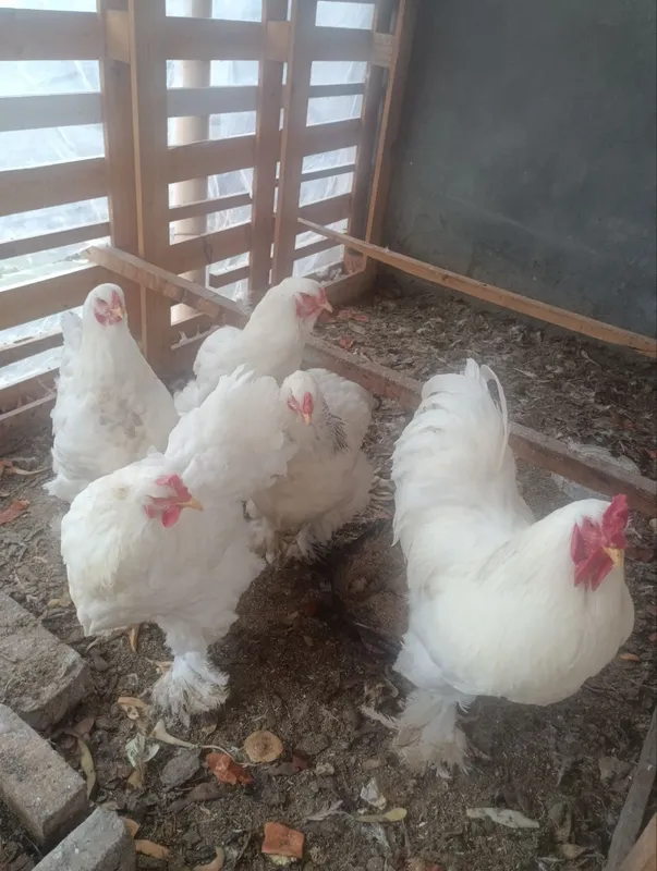 Birama tovuq xorozlari 5 Birama tovuq xorozlari 5