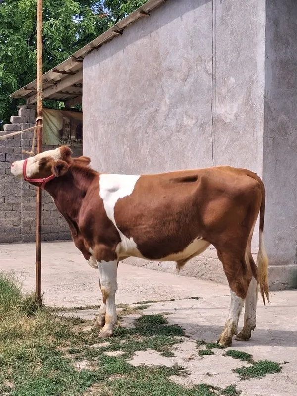 Buqa Simmental . 2
