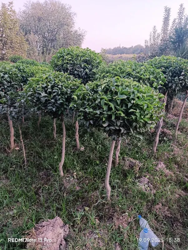 Декоративные дарахтлар