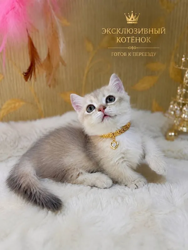 Поодается счастье Манчкин Поодается счастье Манчкин