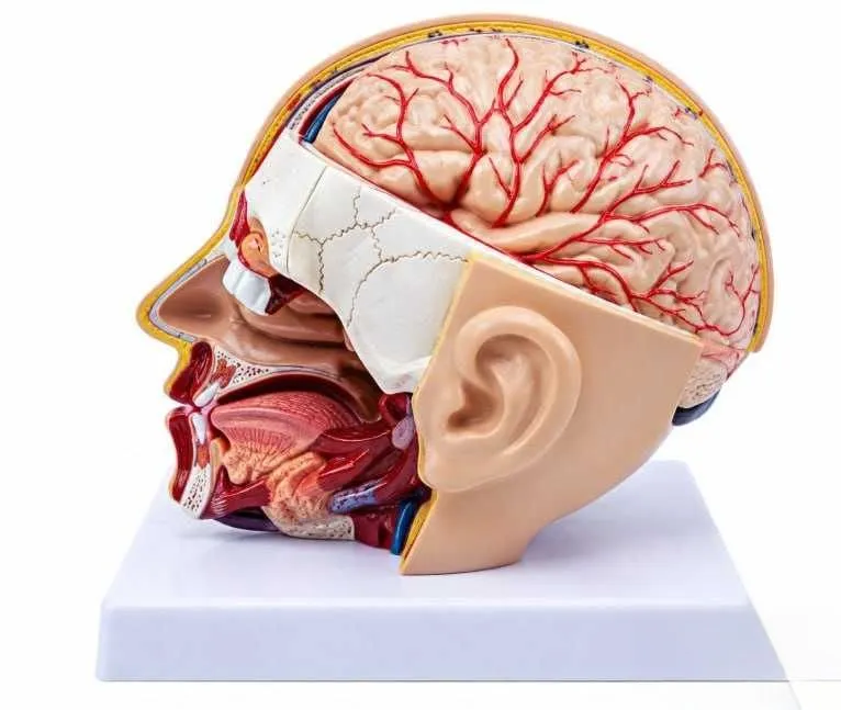 Inson boshi kesimi anatomik modeli - ko‘rgazmali o‘quv quroli 1