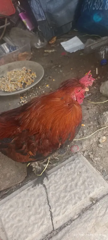 Yapon xoʻroz va tovuq sotiladi — фото 2