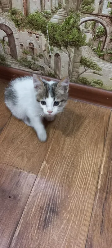 Mushukcha 3