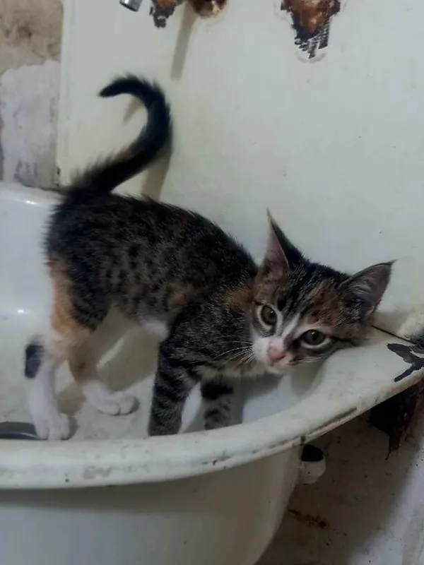 котята даром в добрые руки 1 котята даром в добрые руки 1
