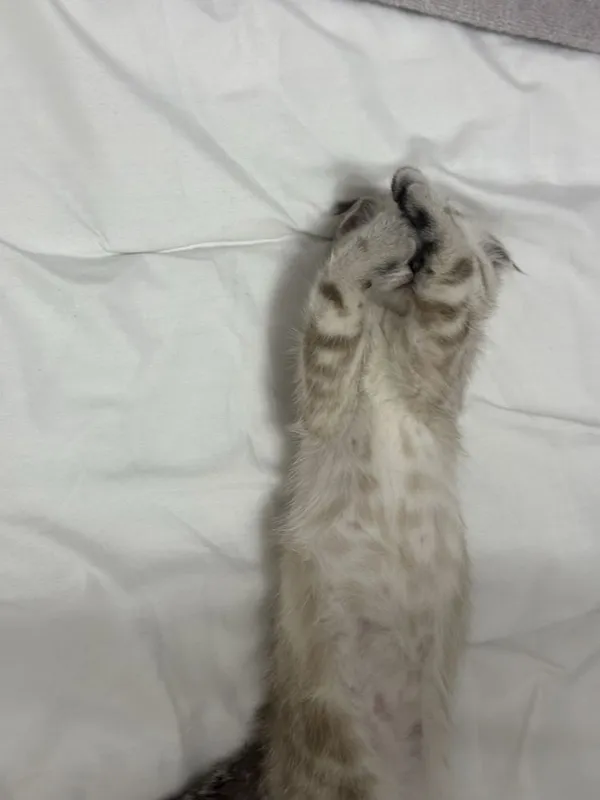Продается Скоттиш Фолд 4