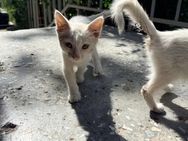 СРОЧНО!! Отдам в добрые руки очаровательных котят — фото 5